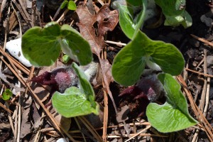 wild ginger flowering April 24 2011