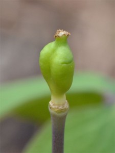 twinleaf seedpod