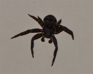 crabspider April  25 2011