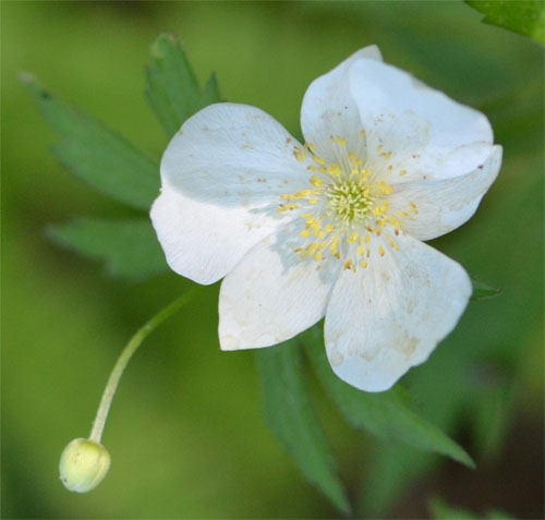 Anemone canadensis in the woodland garden June 5 2011