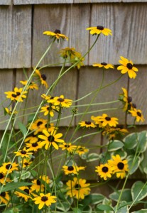 orange coneflowers against the house September 18 2011