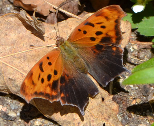 eastern comma, Cummaquid April 21 2012