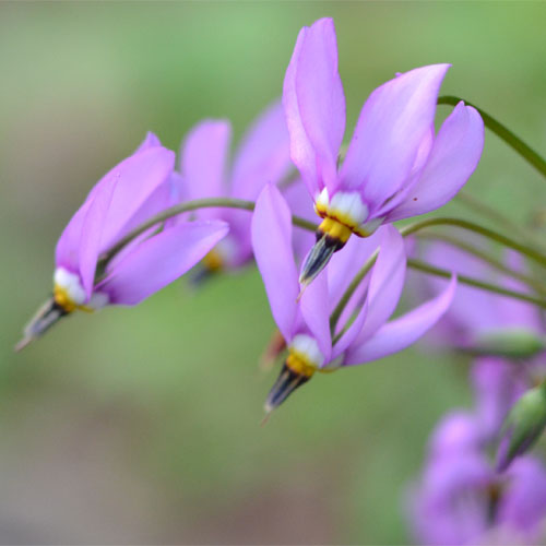 Dodecatheon meadia May 7 2012