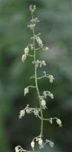 Heuchera americana June 9 2012