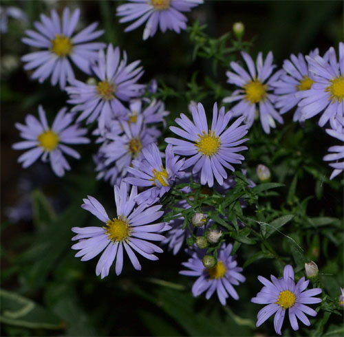 The blue hues of smooth aster are simply stunning