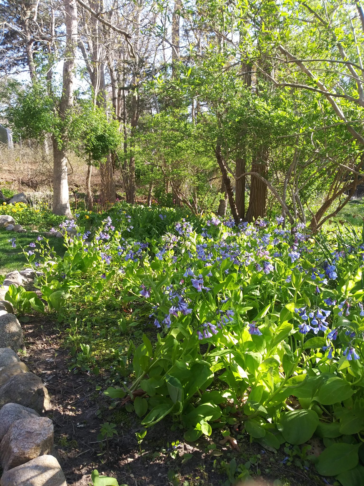 Cape cod plant nurseries Idea